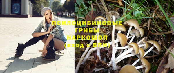 гашик Нефтекумск